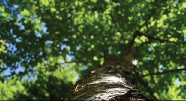 Looking up through forest canopy