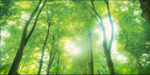 Sunlight through trees representing inspiration