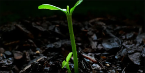 Seedling growing from soil representing learning